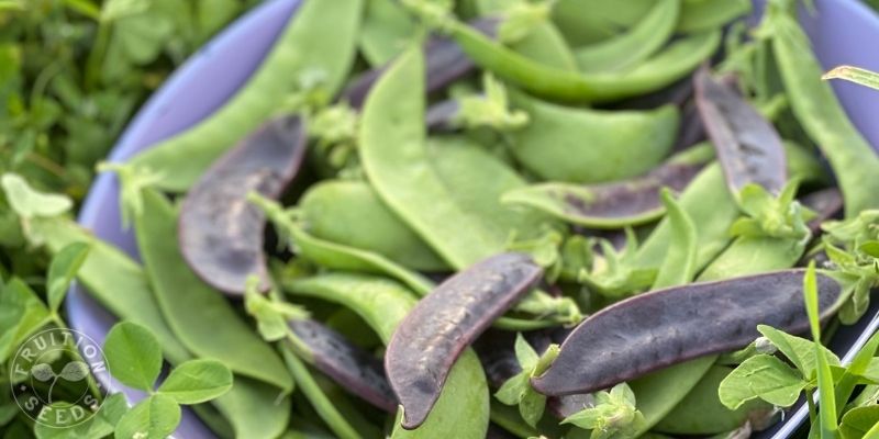 organic snow pea