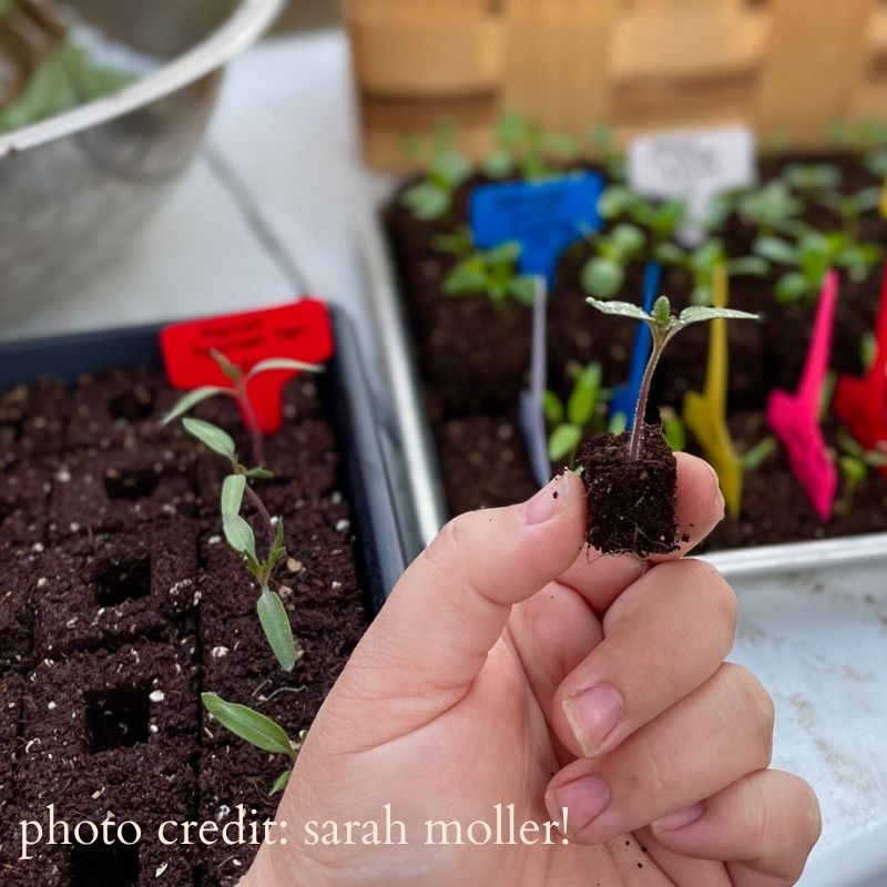 Plastic Seedling Grow Trays   Starter Soil Blocks for Garden Flowers Plants 