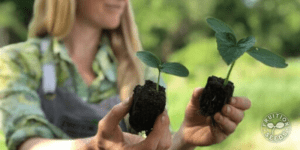 organic soil blocks fruition seeds