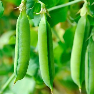 Organic Sugar Snap Pea