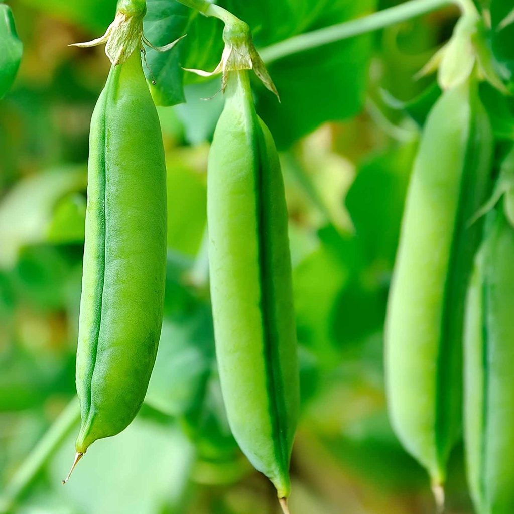 organic-sugar-snap-pea-2