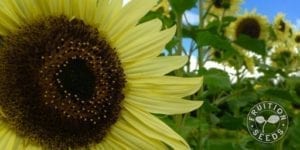 organic-sunflower-fruition-seeds