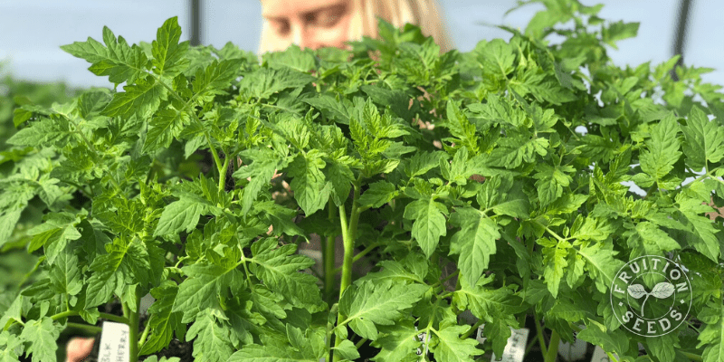 organic tomato transplant fruiton seeds 3 1