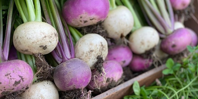organic turnip purple 1 1