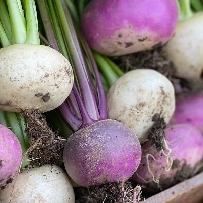 organic turnip purple edited