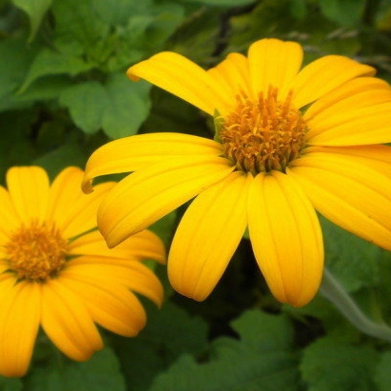 EDIBLE MEXICAN GIANT SUNFLOWER Yellow Helianthus Annuus 200 SEEDS Vegetablec 