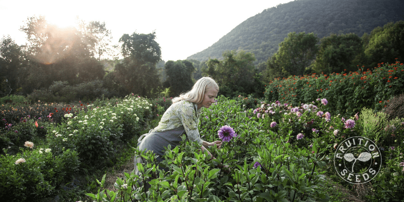 Dirty Fingernails Garden Camp at Fruition! 4 pXm7CKQwusG5HjPS6rBA organic dahlia fruiton seeds