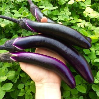 Organic Ping Tung Long Eggplant