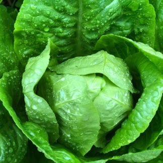 plato 2 lettuce