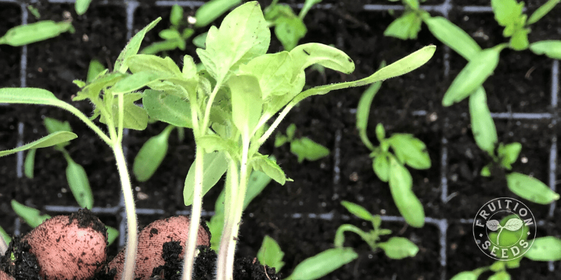 7 Steps for Gorgeous Tomato, Pepper & Eggplant Seedlings Plus Common Mistakes to Avoid 19