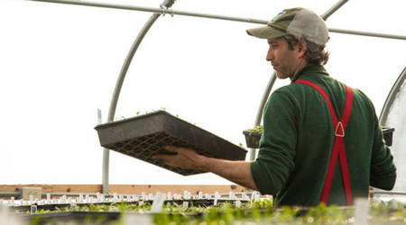 5 Keys to Preventing Tomato Disease (there is no silver bullet, but #1 is close) 10 qw5l5gvo