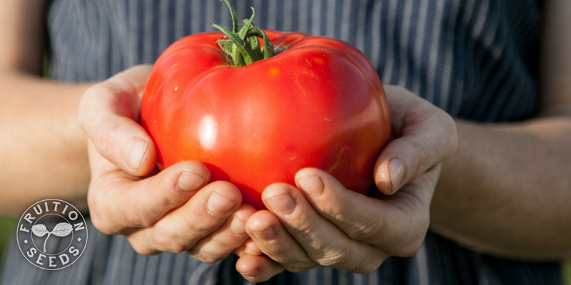 brandywise tomato in hands 800