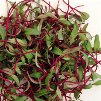 Organic Red Beet for Microgreens