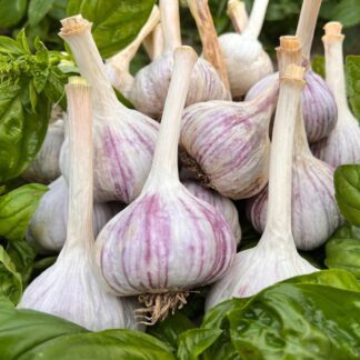 Growing Organic Red Rezan Hardneck Garlic