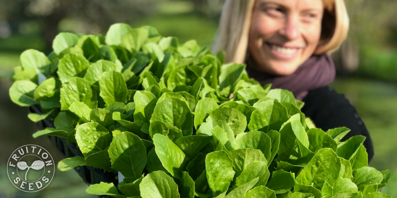 romaine lettuce transplants tray