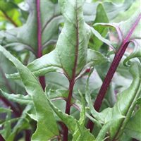 Organic Beaujolais Spinach