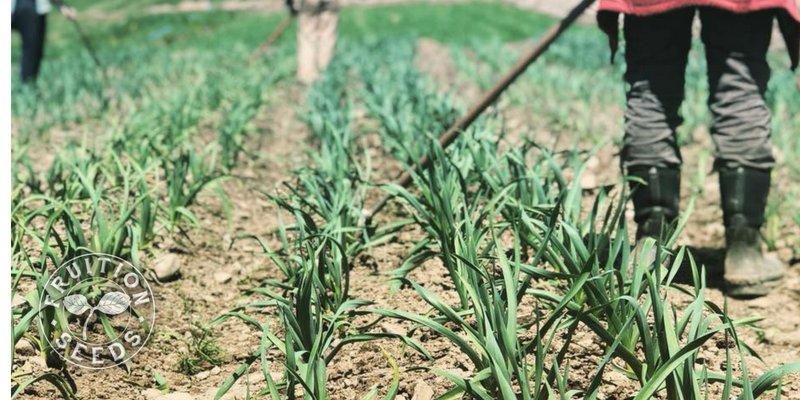 garlic weeding