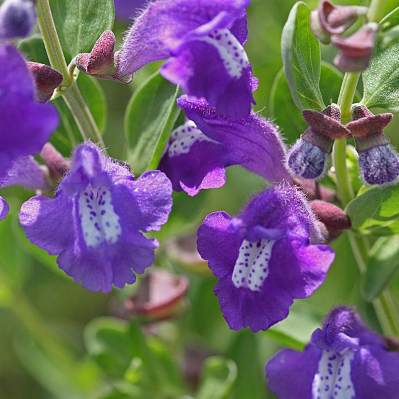 Fruition Seeds photo 3