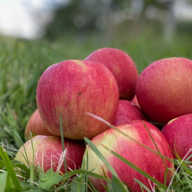 Organic Cripps Pink Apples - Farm-to-Door Delivery