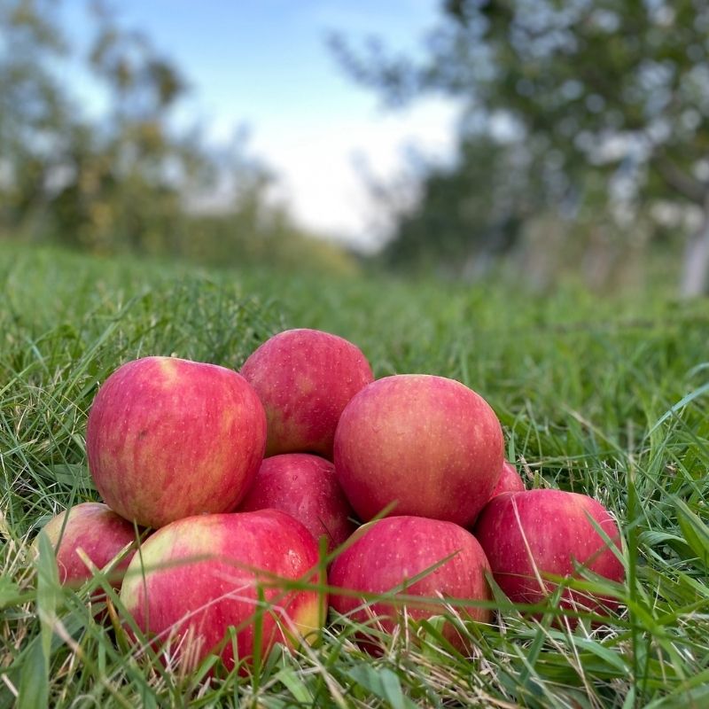 Semi-Dwarf Honeycrisp Apple