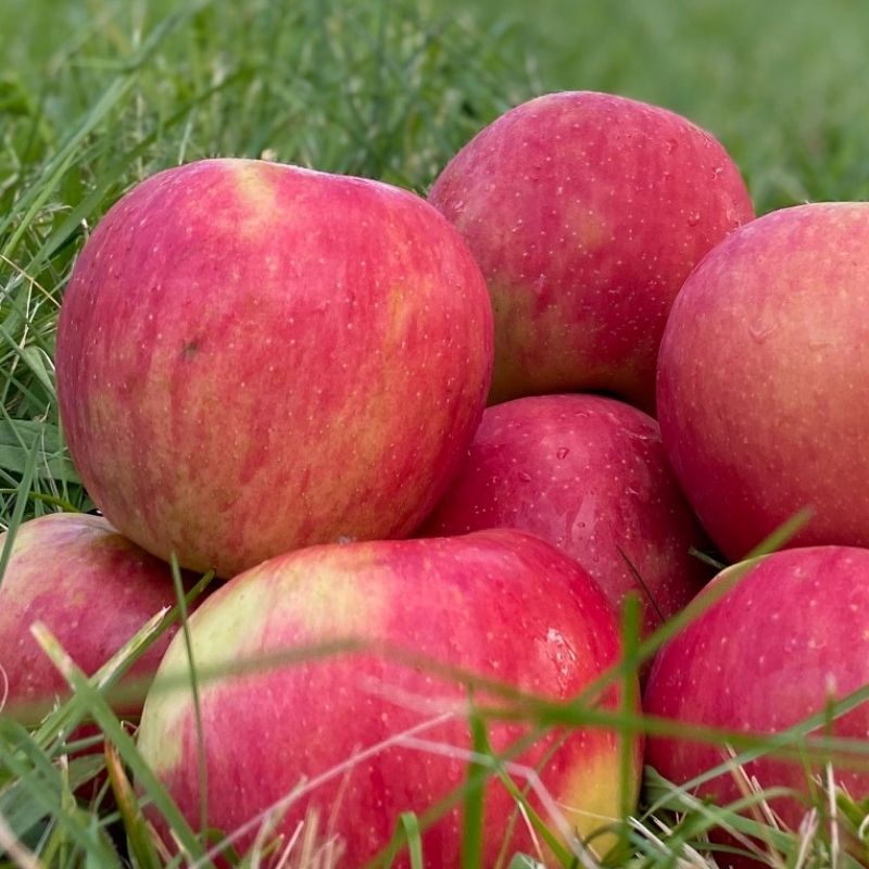 Semi-Dwarf Honeycrisp Apple