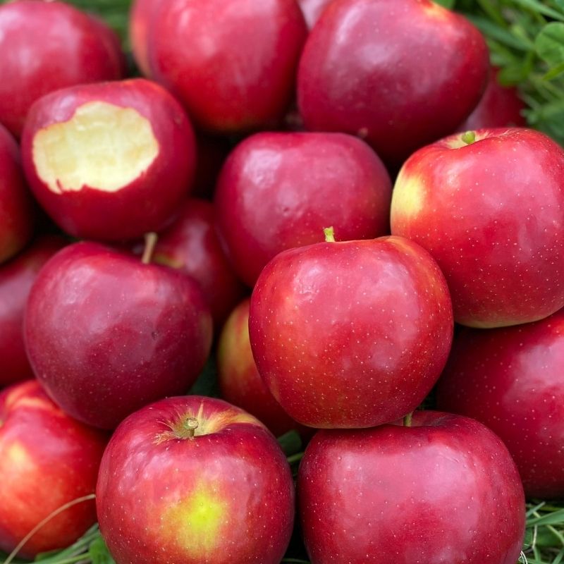 Organic CrimsonCrisp® Semi-Dwarf Apple Tree - Fruition Seeds