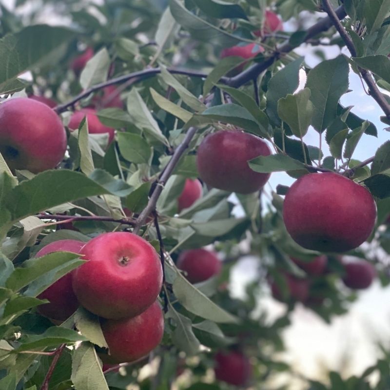 social apple crimson crisp orchard 1