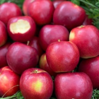 https://www.fruitionseeds.com/wp-content/uploads/social-apple-crimson-crisp-orchard-324x324.jpg