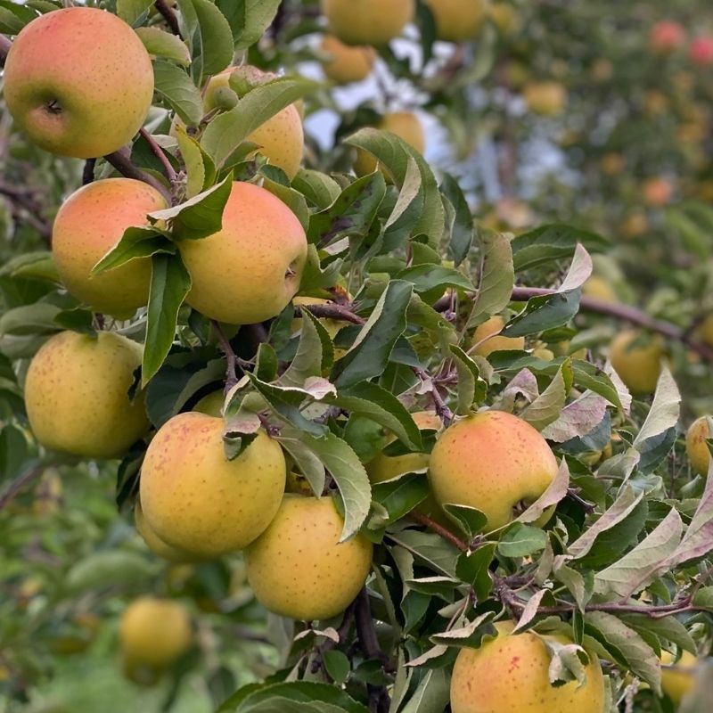 Dwarf Golden Delicious Apple Trees for Sale