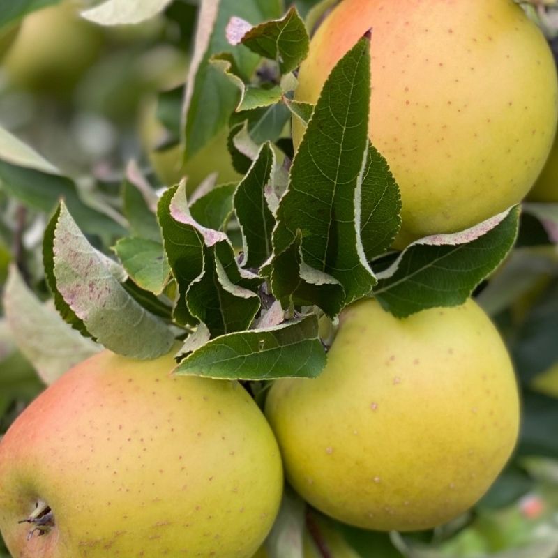 Organic GoldRush Semi-Dwarf Apple Tree - Fruition Seeds