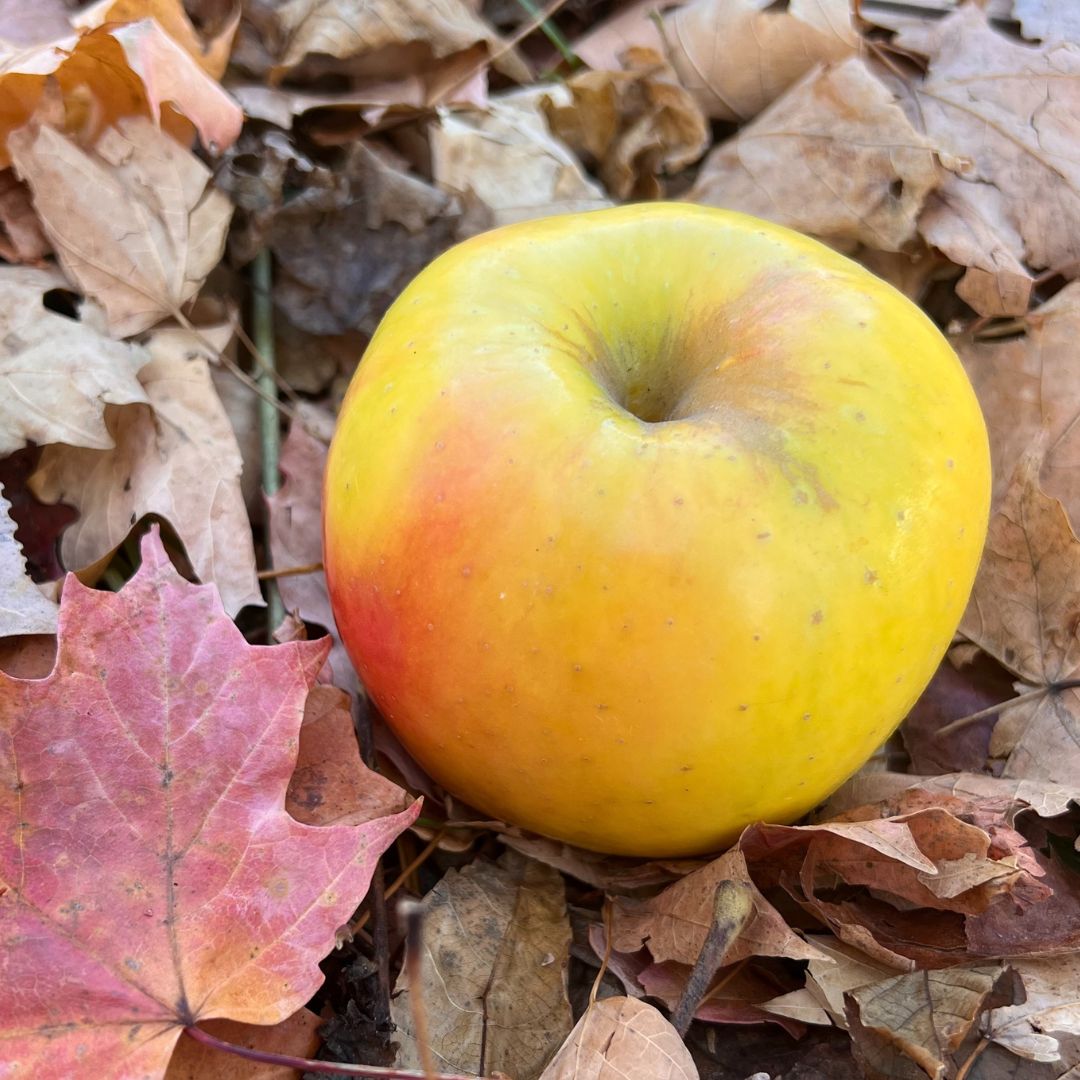 Organic GoldRush Semi-Dwarf Apple Tree - Fruition Seeds