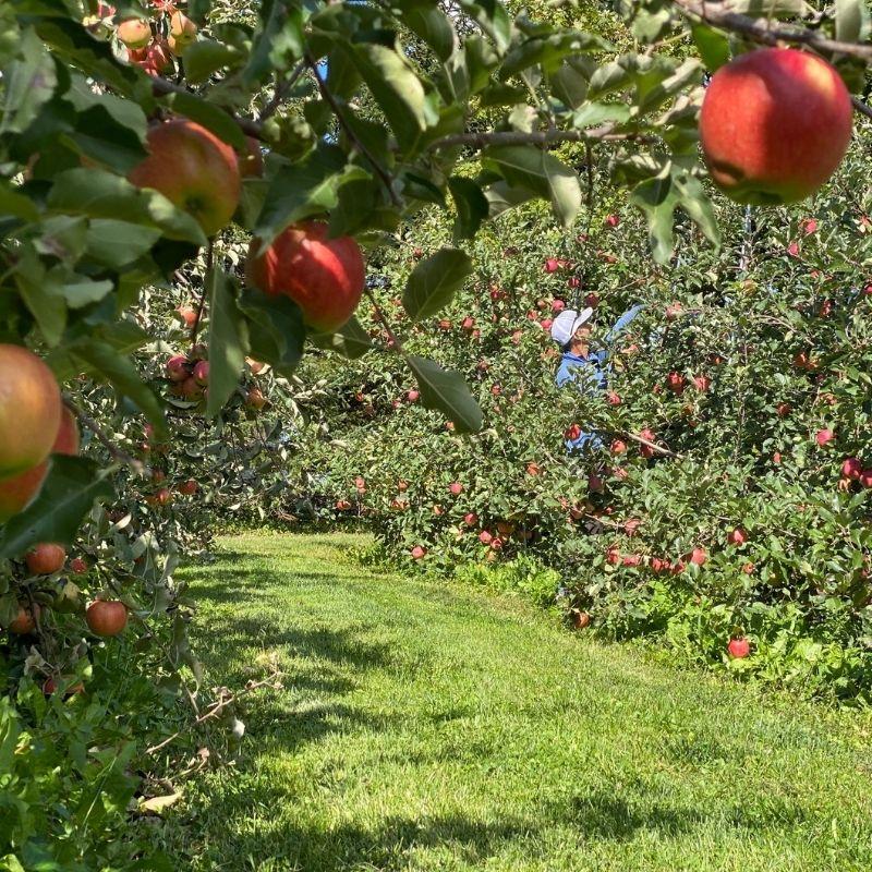 social apple orchard