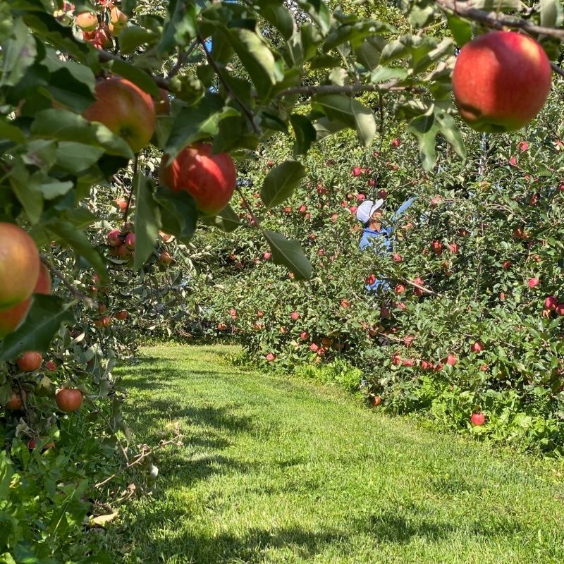 How to Grow Your Organic Apples