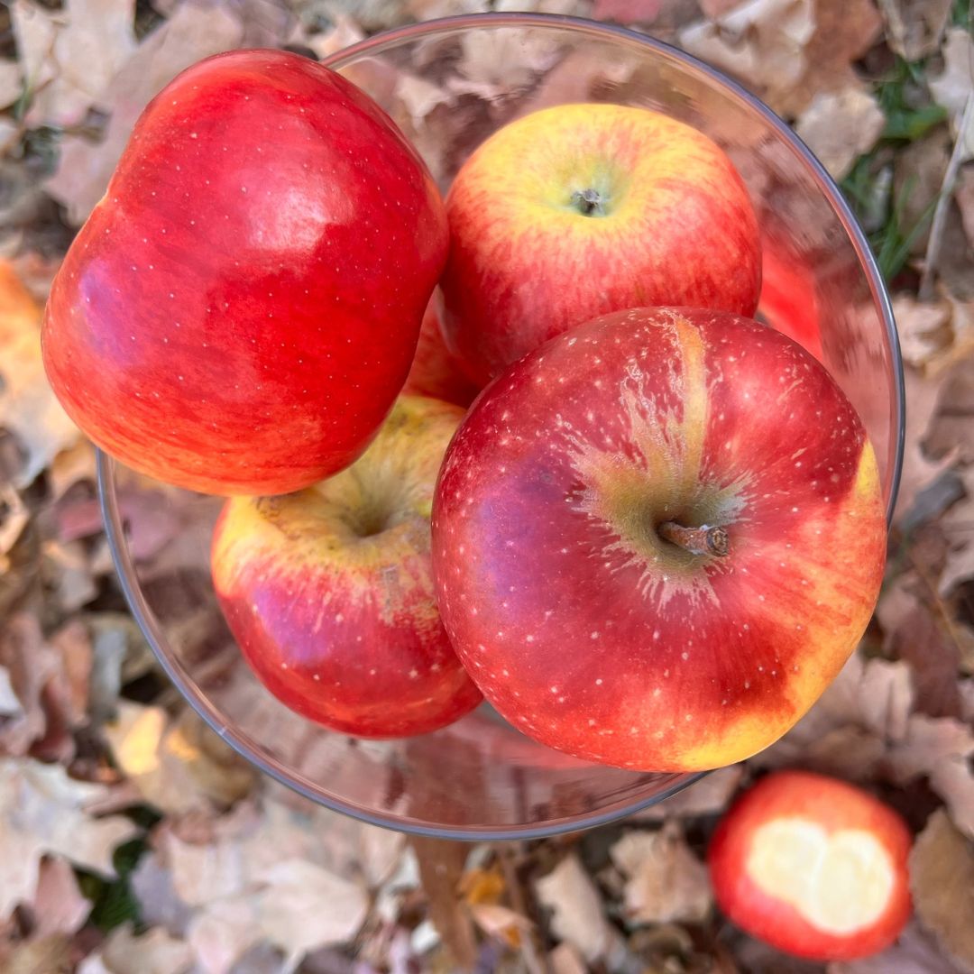 Online Orchards 3 ft. Golden Delicious Apple Tree with Honeyed Sweet Light Gold Fruit