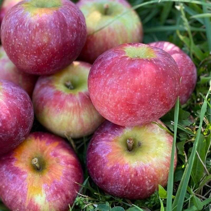 Dwarf Honeycrisp Apple Tree Bare Root, Organic Flavor Tastes Sweet Fresh