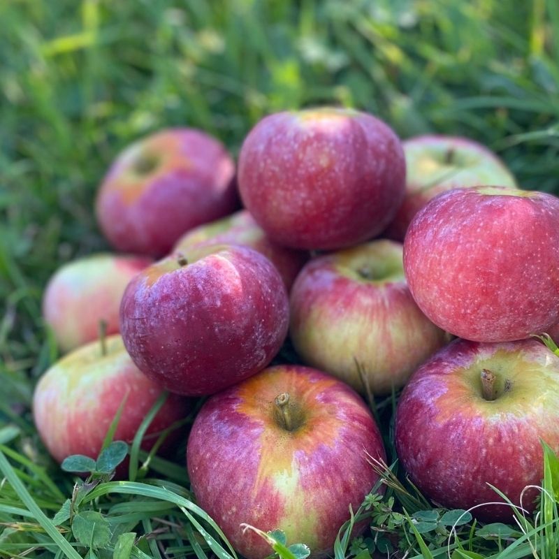 Organic Triumph® Semi-Dwarf Apple Tree - Fruition Seeds