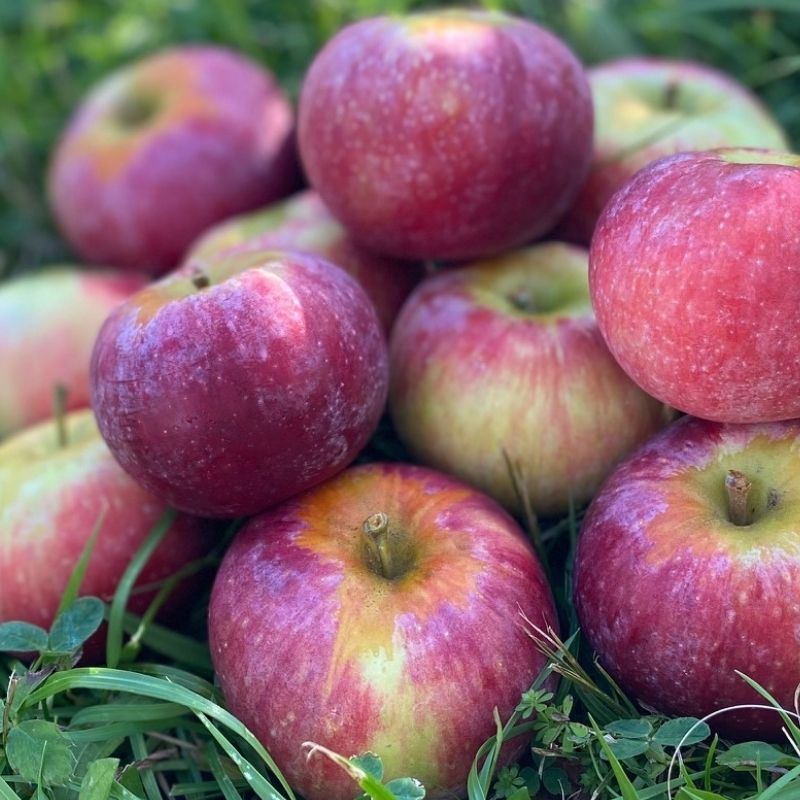 Dwarf Honeycrisp Apple Tree Bare Root, Organic Flavor Tastes Sweet