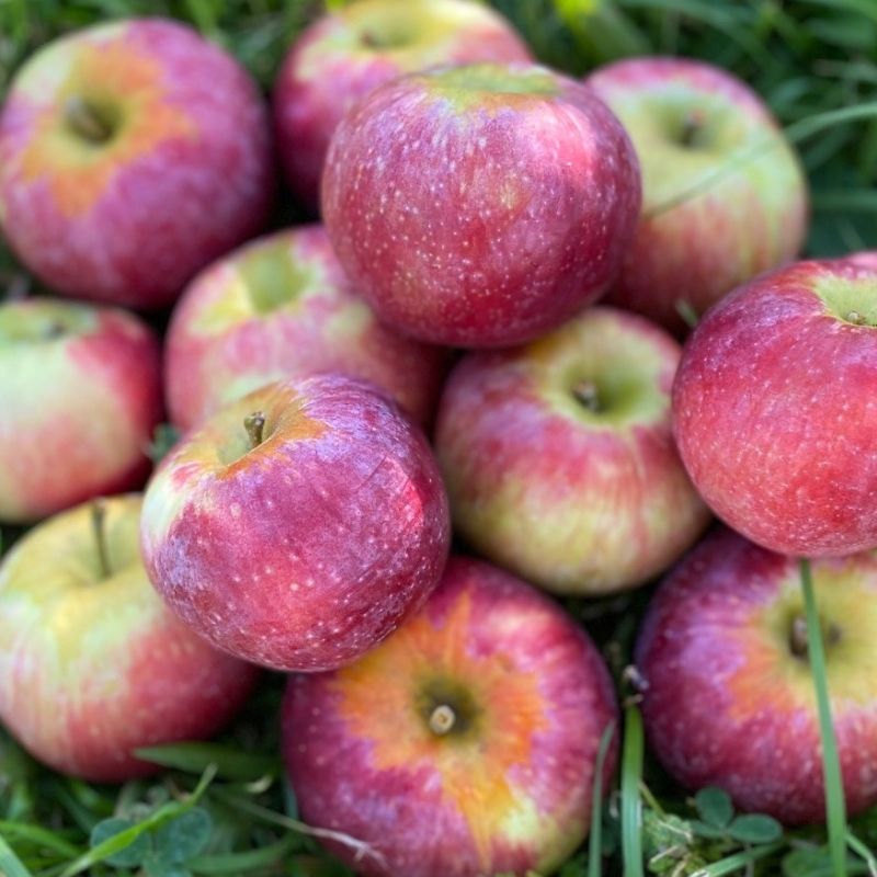 Live - Organic Pink Lady Apple Taste Test