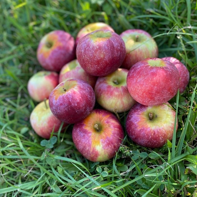 Dwarf Honeycrisp Apple Tree Bare Root, Organic Flavor Tastes Sweet Fresh