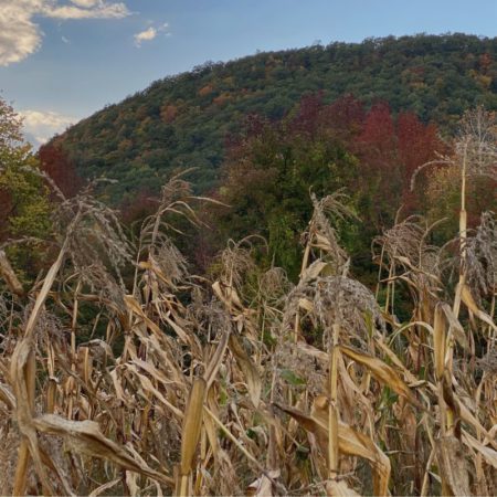 fall corn stalks in field hill in background