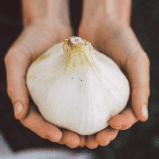 Organic Elephant Garlic