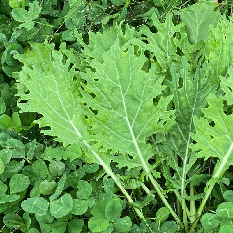 Greens Collard Organic