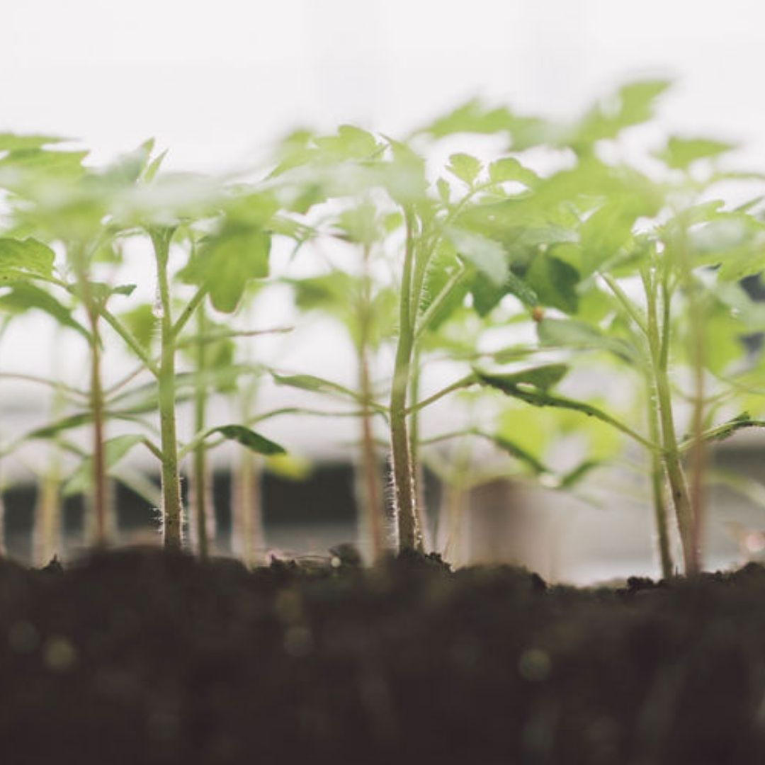 social organic tomato transplant