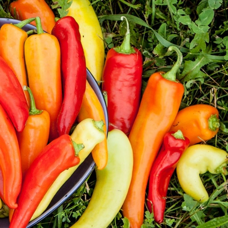 Organic Hungarian Hot Wax Pepper Fruition Seeds