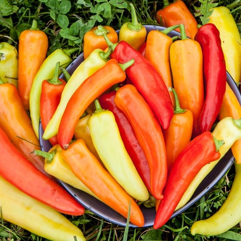 Organic Hungarian Hot Wax Pepper Fruition Seeds