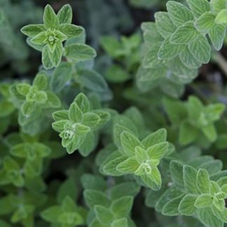 marjoram zaatar