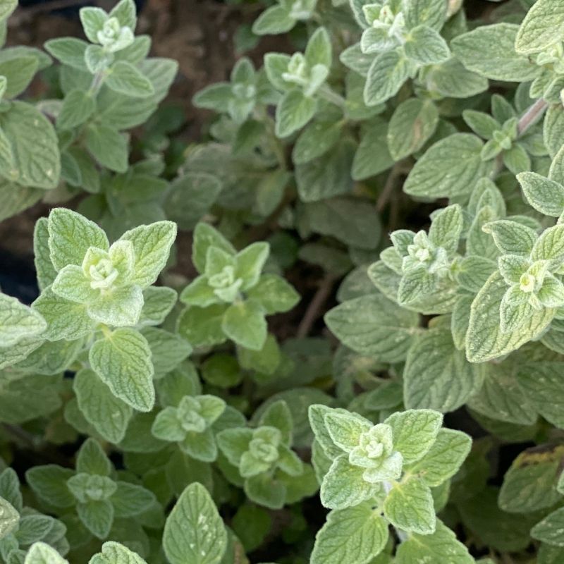 zumari 50 Zaatar Origanum syriaca Plant Seeds 