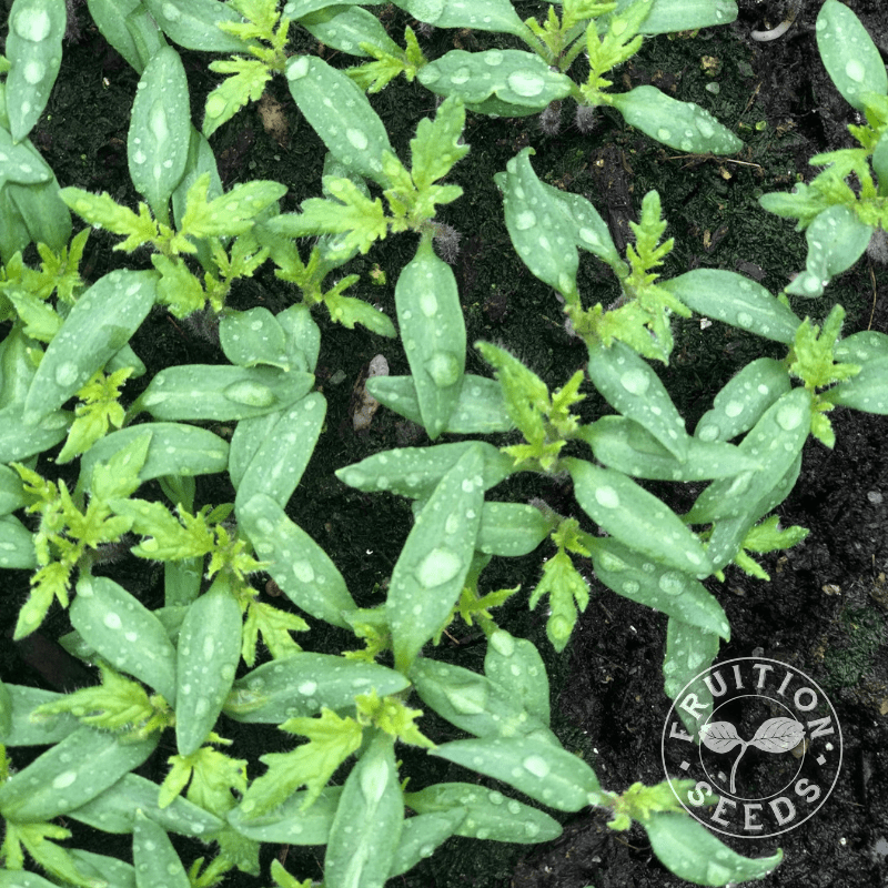 Events 6 social transplant