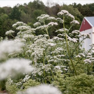 Organic Valerian Perennial