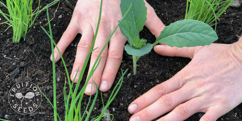 soil contact hands transplants